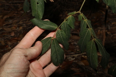 Archidendron lovelliae