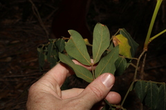 Archidendron lovelliae