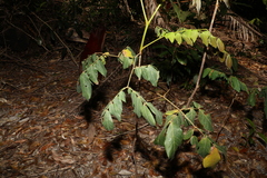 Archidendron lovelliae