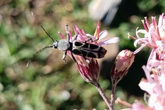 Tanyochraethes clathratus
