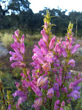 Lamourouxia dasyantha