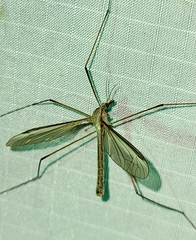 Tipula oleracea