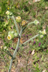 Erigeron primulifolius