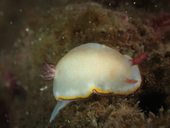 Goniobranchus sinensis