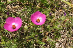 Modiolastrum gilliesii