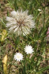 Hypochaeris albiflora