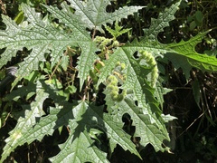 Girardinia diversifolia