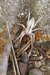 Arachosia praesignis
