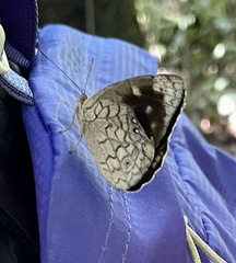 Papilionoidea