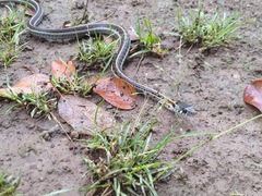 Thamnophis cyrtopsis
