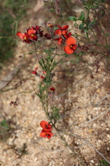 Dillwynia hispida