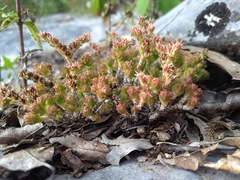 Sedum moranense