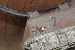 Camptocosa parallela