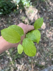 Celtis sinensis