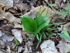 Galearis spectabilis