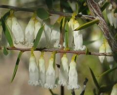 Styphelia biflora