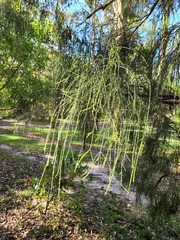 Melaleuca irbyana