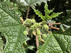 Girardinia diversifolia