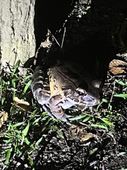 Leptodactylus savagei