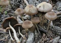 Psathyrella