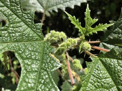 Girardinia diversifolia