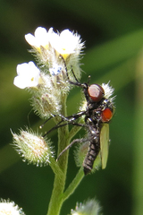 Dilophus pectoralis