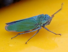 Draeculacephala inscripta