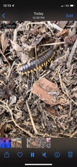 Apheloriini