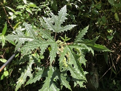 Girardinia diversifolia