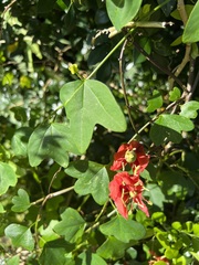 Passiflora aurantia