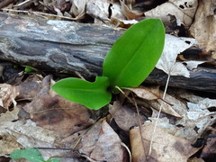 Galearis spectabilis