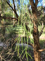 Melaleuca irbyana