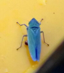 Draeculacephala inscripta