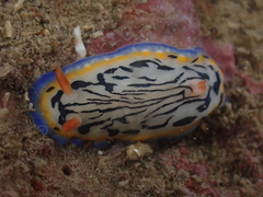 Hypselodoris maritima