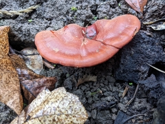 Ganoderma lucidum