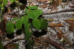 Archidendron lovelliae