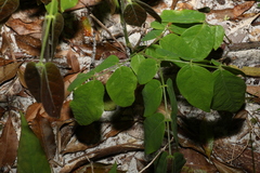 Archidendron lovelliae