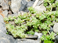 Crassula mataikona