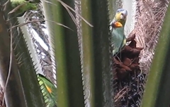 Amazona amazonica