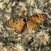 Mariposa Parchecito Naranja de California - Photo (c) Bonnie Nickel, algunos derechos reservados (CC BY-ND), subido por Bonnie Nickel