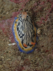 Hypselodoris maritima