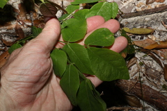 Archidendron lovelliae