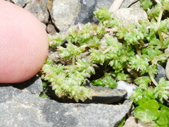 Crassula mataikona
