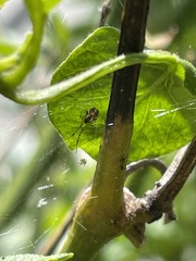 Theridion pyramidale