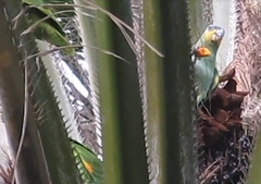 Amazona amazonica
