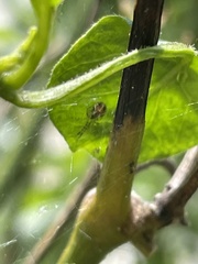 Theridion pyramidale