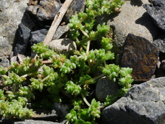 Crassula mataikona