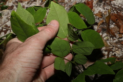 Archidendron lovelliae