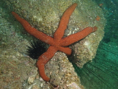 Echinasteridae