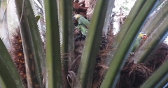 Amazona amazonica